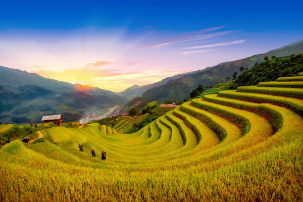 Ha Giang golden season