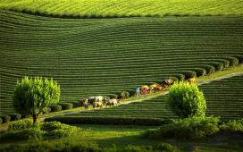 Nature of Moc Chau